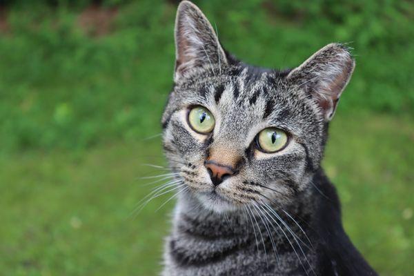 Romeo - TNR rescue