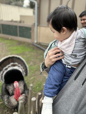 My son looking at the turkey