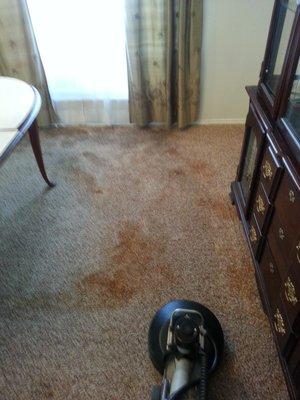 BEFORE - pet stains in carpets