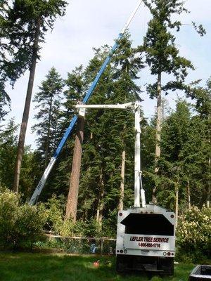 Tree Trimming and Shaping Services