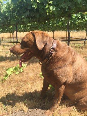 Winery dog, Charly. He's a Pinot Retriever.