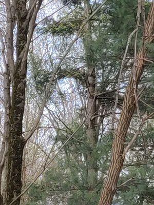 Wild Barred Owl