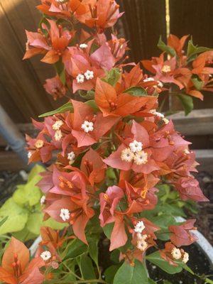 Bougainvillea