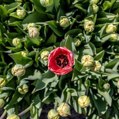 It's tulip season at our flower farm