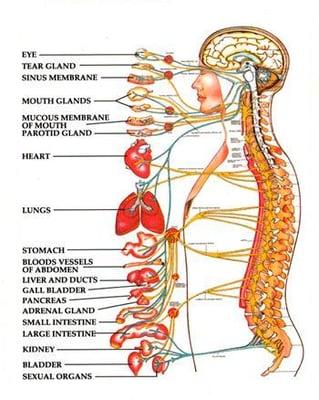 The Autonomic Nervous System controls your physiology:  Organs, Blood Pressure, Breath and many functions you never think abo...