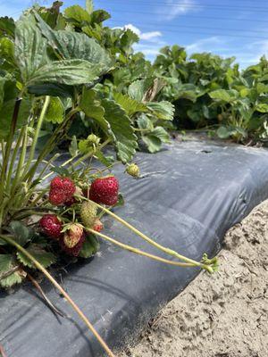 Strawberry picking