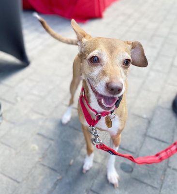 Stormy came to see us at Paws on the Patio!