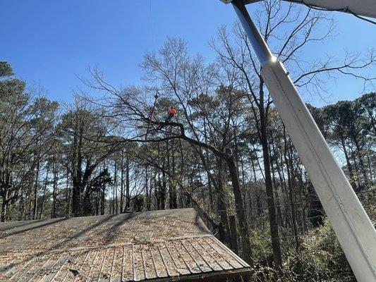 Tree removal with crane for safety