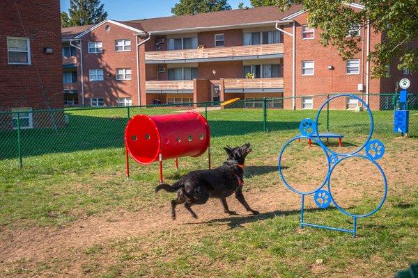 Dog park