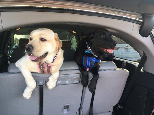 Dogs love Honda Odyssey's!