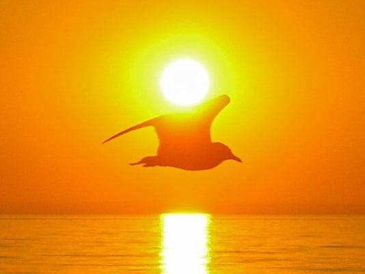 Bird in flight carries sun over water -- a natural photo, taken by Brian, symbolizing the nature of a rising soul.