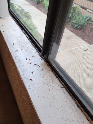 Termites keep coming out