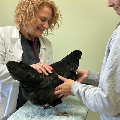 Dr. Lathan loves seeing our chicken patients!