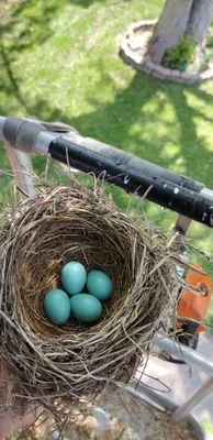 Bird Eggs saved in evergreen tree during tree removal in Omaha NE. - West Omaha Tree Service - copyright 2023