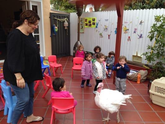 Class of animal in my daycare