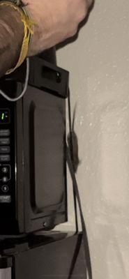 Low quality photo but it was from a video of the mouse running down the microwave cords.