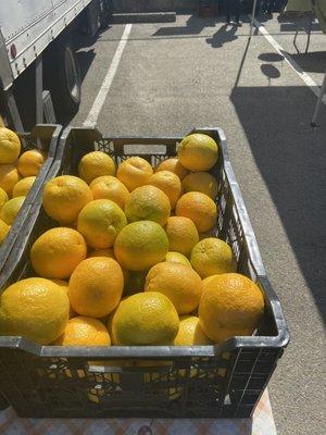 Valencia Oranges from Hooverville Orchards.
 
 Email me for farmer's market grocery deliveries directly to your home OR office.