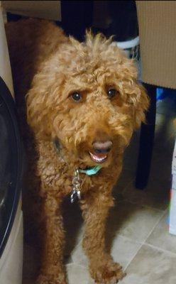 See her curls I have gone through 4 sets of clippers myself trying to groom her during covid, due to thick undercoat.