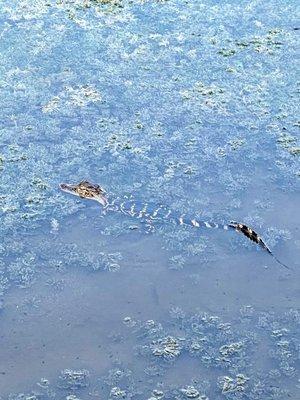 Baby gator