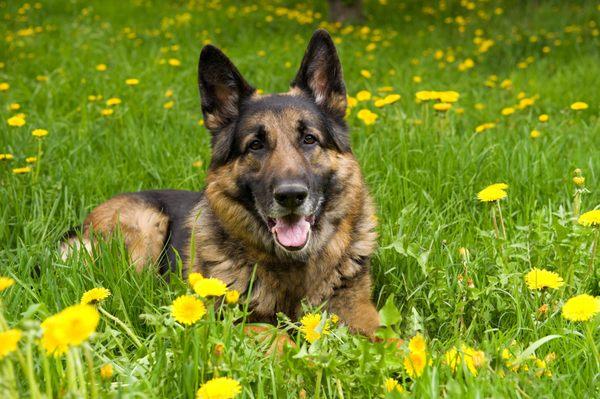 Home Dog Training of North Georgia