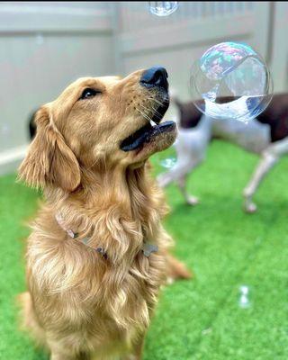 Summertime bubbles