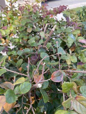 Shrubs in front, ruined