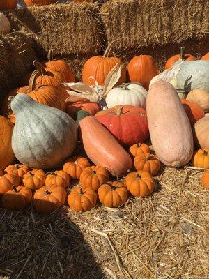 Spaghetti, Cinderellas, Acorns, Hubbard??? Exotic squashes finally in for your decoration and culinary needs