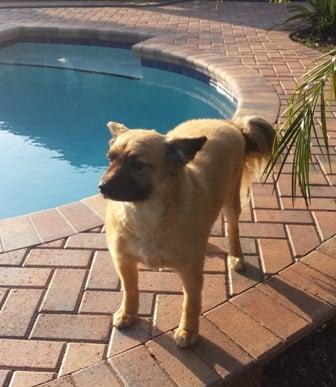 Duke hanging out by the pool