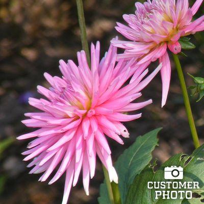 Park Princess Border Dahlia