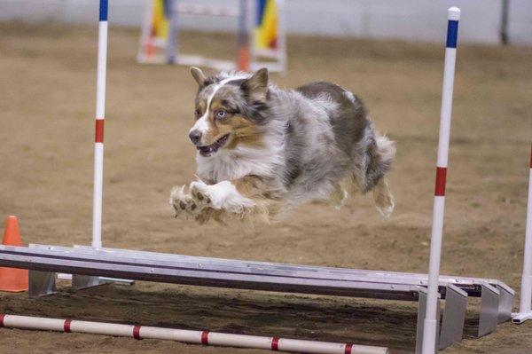 Ohana has extensive experience training dogs for agility events.