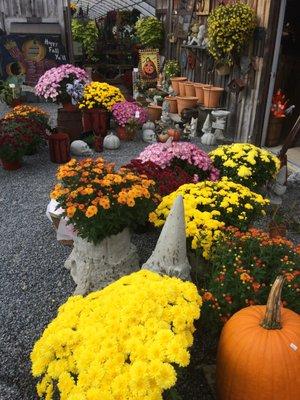 Morning Glory Hill Greenhouse