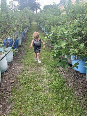 Family fun plus a 1lb bucket of berries for $5!