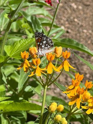 Butterfly in the childrens garden.