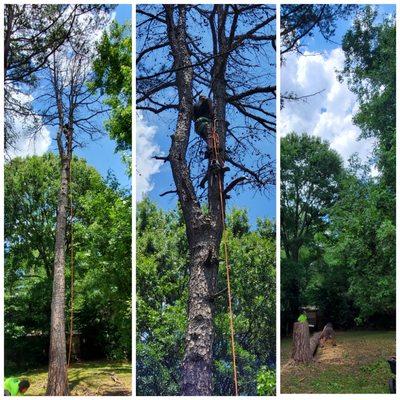 A large pine tree leaning towards the customers fence, taken down safely!