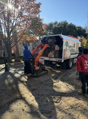 Large red  oak removal