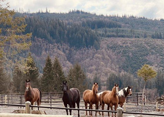 Horses on property at Black Horse Station with you at Silver star. Grooming and learning about horses is available on the property.