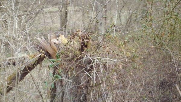 Broken trees and underbrush to be roved during cleanup