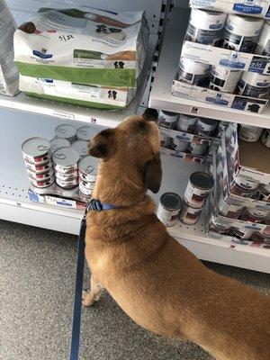 Jude shopping at the vet.