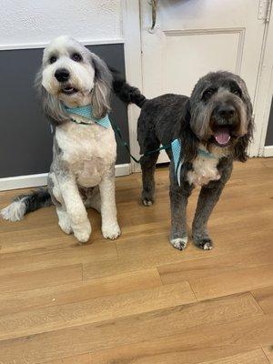 Louie #Sheepadoodle Carson #Aussiedoodle #Brothers #platinumpoochgroomingcle #welovedirtypoochies #groomerlove #doggroomers #cledoggrooming