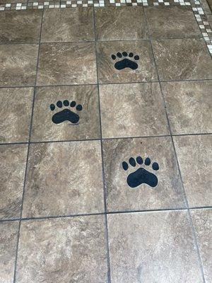 Bear Paw prints on the floor