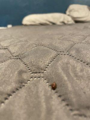 Bedbugs