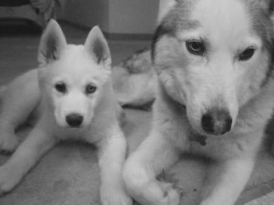 Her as a puppy and my baby Sasha who I sadly had to say goodbye to in December. Hardest thing I have ever done.