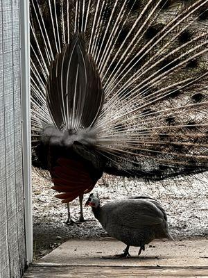 The best picture of the day wasn't even an animal that is on exhibit.