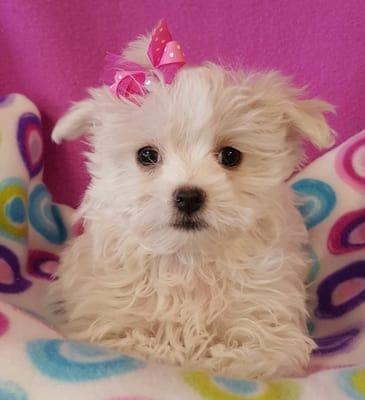 Maltipoo