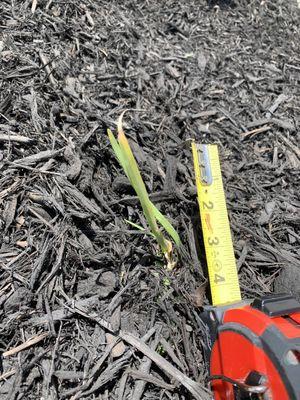 Shrubs for flowerbed, no idea what it is since it's almost dead