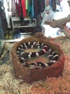 My California kingsnake, Beetlejuice, when he was small :)