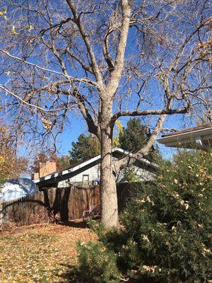 Working on an ash tree