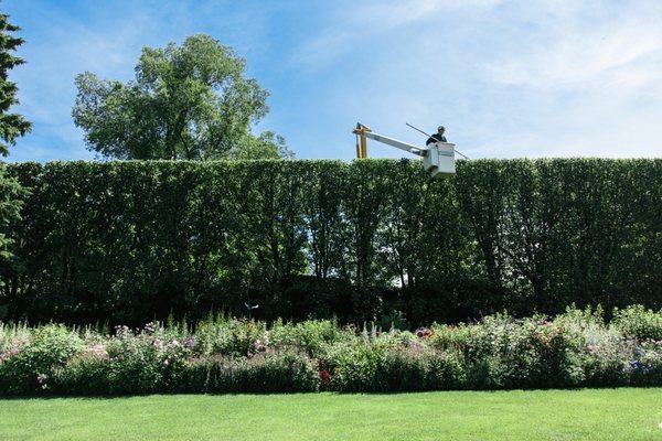 Our crews are well-trained in a wide range of pruning styles and techniques, including formal hedges and allées.