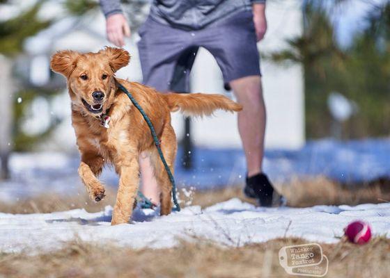 Dog Training Spokane