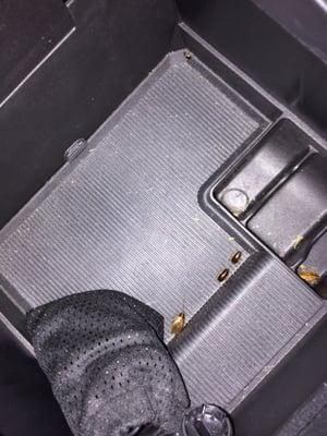 Cockroaches in the center console of our EZ rent a car from Orlando, FL rented 11/20/15.